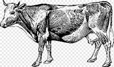 Анатомия коровы. более пристальный взгляд на физиологию крупного рогатого  скота. | Премиум векторы