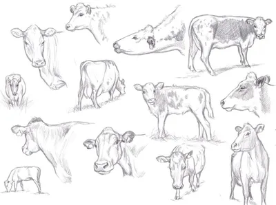 Зачем коровам делают дырки в боку?