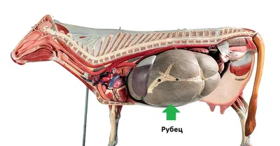 russian по низкой цене! russian с фотографиями, картинки на анатомия коровы  photo.alibaba.com