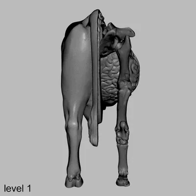 Корова, бык/Cow, bull - Анатомия - Анатомия животных - ARTTalk -  Компьютерная графика | Арт Галереи | Форум