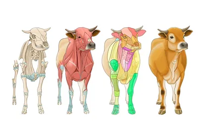 Анатомия коровы. | Large animal vet, Animal medicine, Anatomy