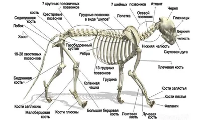 Анатомия кошек в картинках фотографии