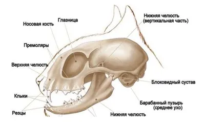 А какие же вы внутри? Изучаем скелет кошки | Интересные интересности (ИИ) |  Дзен