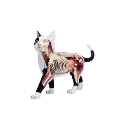 Модель животного, модель 4D кошки, интеллектуальная сборная игрушка,  обучающая модель анатомии, популярные научные приборы «сделай сам» |  AliExpress