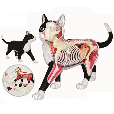Картинки по запросу анатомия кошки | Кошки, Анатомия животных, Анатомия