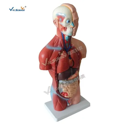 3D Оказывать Изображающий Анатомию Человека - Мышцы - Мужчины Фотография,  картинки, изображения и сток-фотография без роялти. Image 11277217