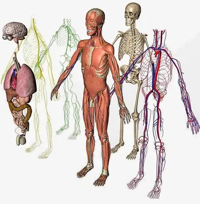 анатомия человека в картинках | Medical illustration, Anatomy and  physiology, X ray
