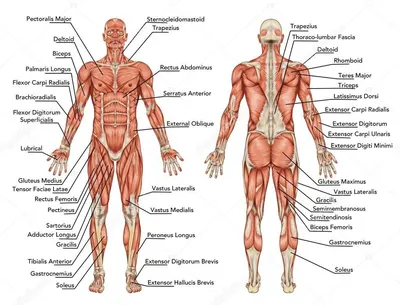 анатомия человека в картинках мышцы