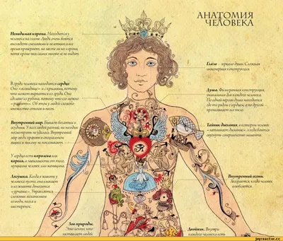 анатомическая иллюстрация пищеварительной системы у мужчин с обтравочным  контуром выполненным в 3d, 3d тело, анатомия, пищевод фон картинки и Фото  для бесплатной загрузки