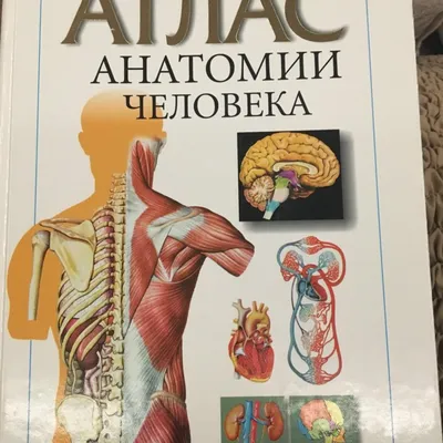 Анатомия в картинках | ВКонтакте