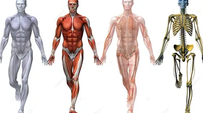 https://klev.club/kartinki/chelovek/18422-kartinki-anatomija-i-fiziologija-cheloveka-49-foto.html