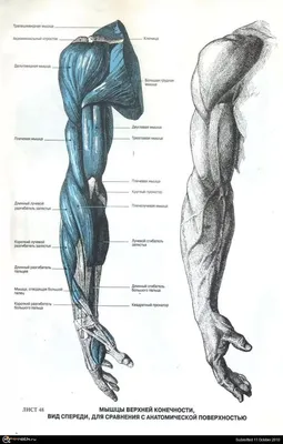 подробная анатомия человека показывающая горло и пазухи человека, картина  слюнных желез фон картинки и Фото для бесплатной загрузки
