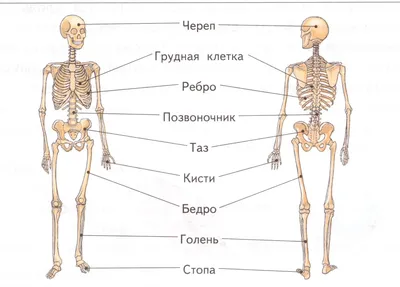 Картинка тело человека | Детские научные проекты, Тело, Лэпбук