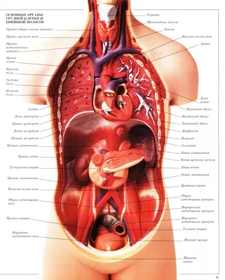 анатомия человека пособие органы