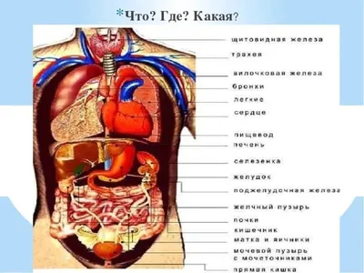https://telegra.ph/Kniga-Anatomiya-CHeloveka-S-Kartinkami-01-18