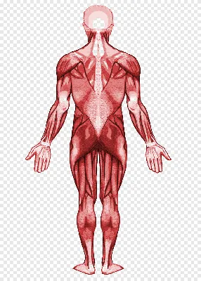 Как Расположены Внутренние Органы? Анатомия Человека + Картинки | Анатомия,  Анатомия человека, Человек