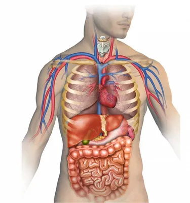 анатомия человека мышцы для художников: 7 тыс изображений найдено в Яндекс. Картинках | Human anatomy drawing, Human anatomy art, Anatomy sketches