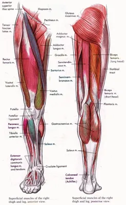 Анатомия ноги человека в картинках фото