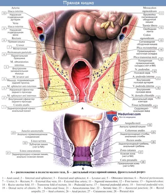 Анатомия человека: Прямая кишка. Топография прямой кишки. Стенки, отношение  к брюшине прямой кишки.