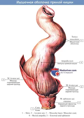 Анатомия человека: Прямая кишка. Топография прямой кишки. Стенки, отношение  к брюшине прямой кишки.