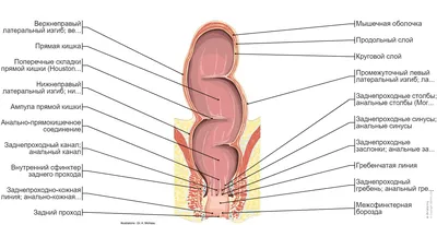 Пищеварительная система : нормальная анатомия | e-Anatomy