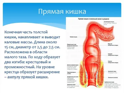 В возрасте 50+ лет ВСЕМ рекомендуется колоноскопия | To your health | Дзен