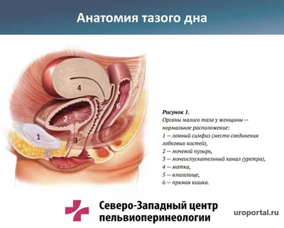 Колоноскопия кишечника сделать колоноскопию в Москве цена в Клинике АВС