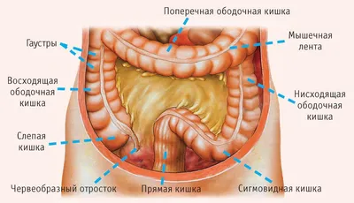 Мужской Анатомии Толстой Кишки — стоковые фотографии и другие картинки Анус  - Анус, Прямая кишка, Transverse Двоеточие - iStock