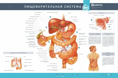 Рак ободочной кишки