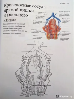 Позвоночник человека - анатомия, позвонки, изгибы и отделы