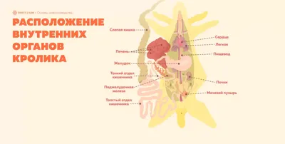 Модель колоректального поражения человека. Патологическая анатомия.  Заболевания толстой кишки. Медицинское обучение. – лучшие товары в  онлайн-магазине Джум Гик