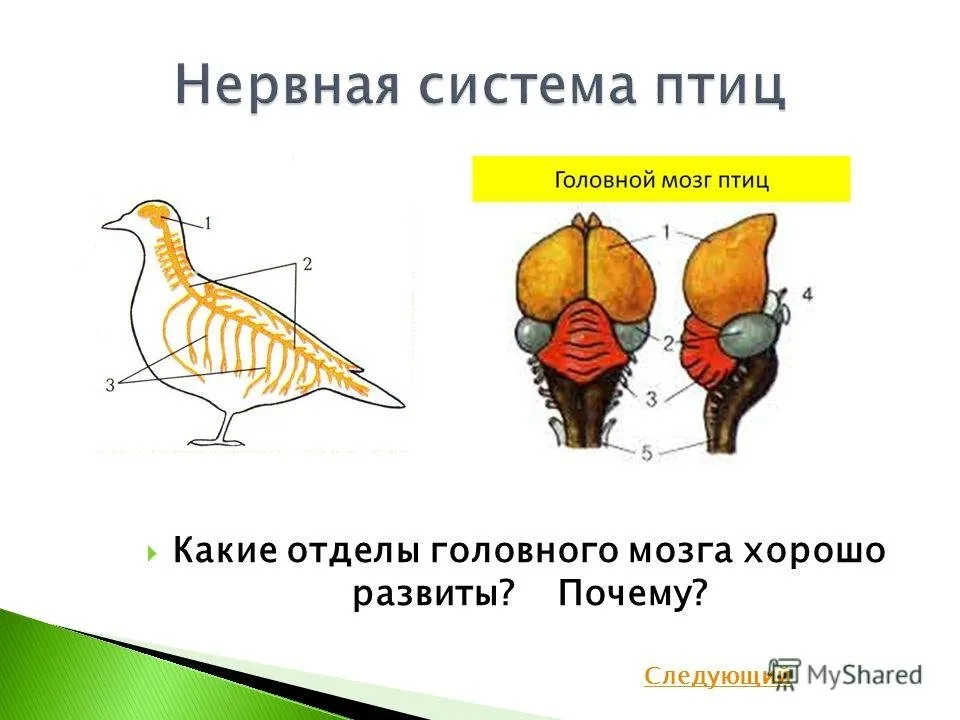 Какие отделы головного мозга птиц развиты лучше. Строение головного мозга птиц. Средний мозг у птиц. Головной мозг птицы схема.