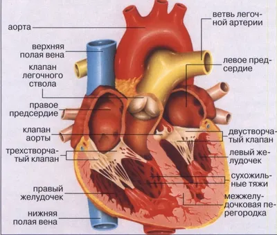 анатомия сердца, медицинское изображение, картина сердечных артерий, сердце  фон картинки и Фото для бесплатной загрузки