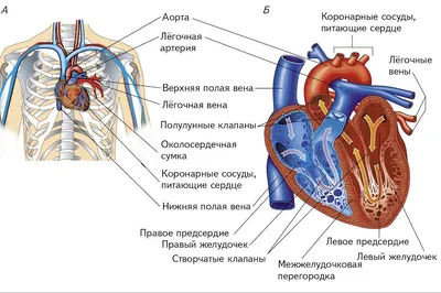 Сердце (постер). В наличии и англоязычный вариант. | Анатомия сердца,  Женская репродуктивная система, Учащиеся медучилища