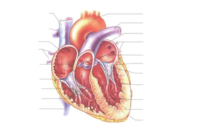 Строение сердца человека. Анатомия человека. - Анатомия человека