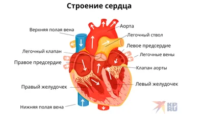 Анатомия сердца в картинках фотографии