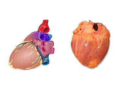 Анатомия Сердца Системы Кровообращения Человека — стоковые фотографии и  другие картинки Болезнь сердца - Болезнь сердца, Сердечно-сосудистая  система, Сердце - iStock