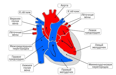 Сердце человека: где находится, как выглядит и работает, почему может болеть