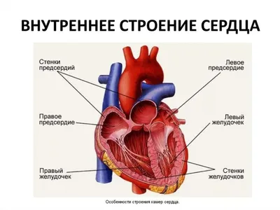 Сердце : нормальная анатомия | e-Anatomy