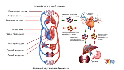 Биология в картинках: Строение сердца человека (Вып. 18) - YouTube