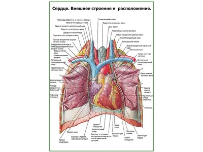 russian по низкой цене! russian с фотографиями, картинки на 3d сердце  анатомии photo.alibaba.com