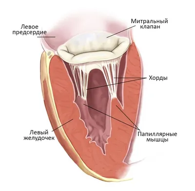 Рисунок анатомии сердца, почек, Тело человека, Анатомия человека, giphy png  | PNGWing