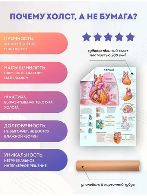 Разобран анатомическая модель сердца человека анатомия медицинский  обучающий инструмент | AliExpress