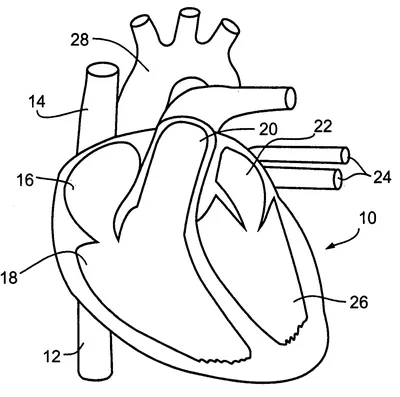 Анатомия сердца, Heart Body s, вымышленный персонаж, человеческое тело,  красный png | PNGWing