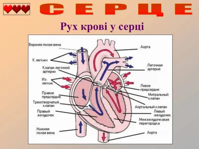 картинки : женщина, сердце, биология, Мода, череп, Кость, рот, Легкое, тело  человека, лицо, глаза, наука, Фигура, глава, Кожа, Губы, головной мозг,  Пара, Анатомия, Тело, платье, Обучение, Желудок, Медицинский, Печень, Уход  за больными,