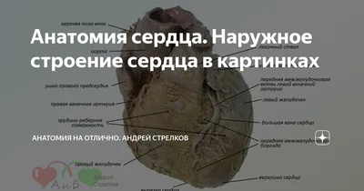 Анатомия Сердца Человека — стоковые фотографии и другие картинки Сердце -  Сердце, Символ сердца, Анатомия - iStock