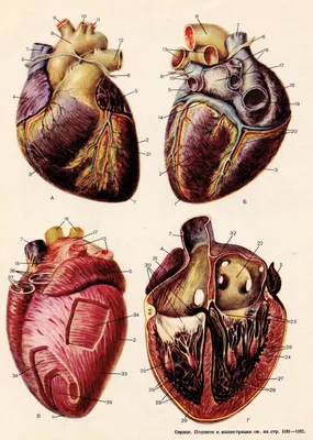 Фото и Картинки «Сердце человека»