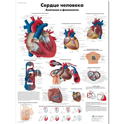 Картинки человеческого сердца - 80 фото