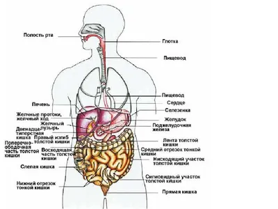 АНАТОМИЯ ЧЕЛОВЕКА - что такое в Энциклопедии Кольера