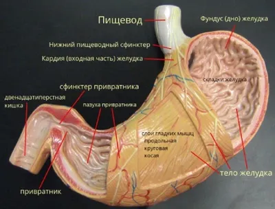 Рак тонкого кишечника: симптомы, признаки, диагностика, лечение